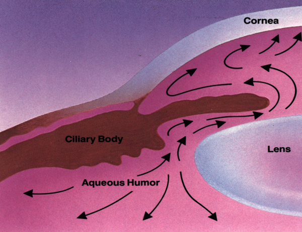 青光眼,希瑪瑞視眼科,上海眼科醫(yī)院