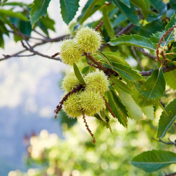 眼表眼角膜,?，斎鹨曆劭?上海眼科醫(yī)院