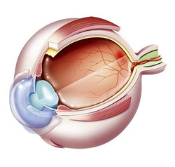 玻璃體視網(wǎng)膜,希瑪瑞視眼科,上海眼科醫(yī)院