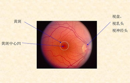 玻璃體視網(wǎng)膜,?，斎鹨曆劭?上海眼科醫(yī)院