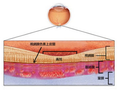 玻璃體視網(wǎng)膜,?，斎鹨曆劭?上海眼科醫(yī)院