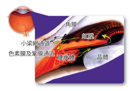 青光眼,?，斎鹨曆劭?上海眼科醫(yī)院