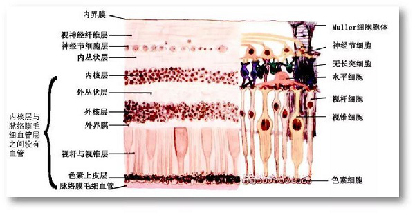 玻璃體視網(wǎng)膜,希瑪瑞視眼科,上海眼科醫(yī)院
