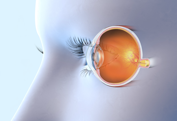 玻璃體視網(wǎng)膜,?，斎鹨曆劭?上海眼科醫(yī)院